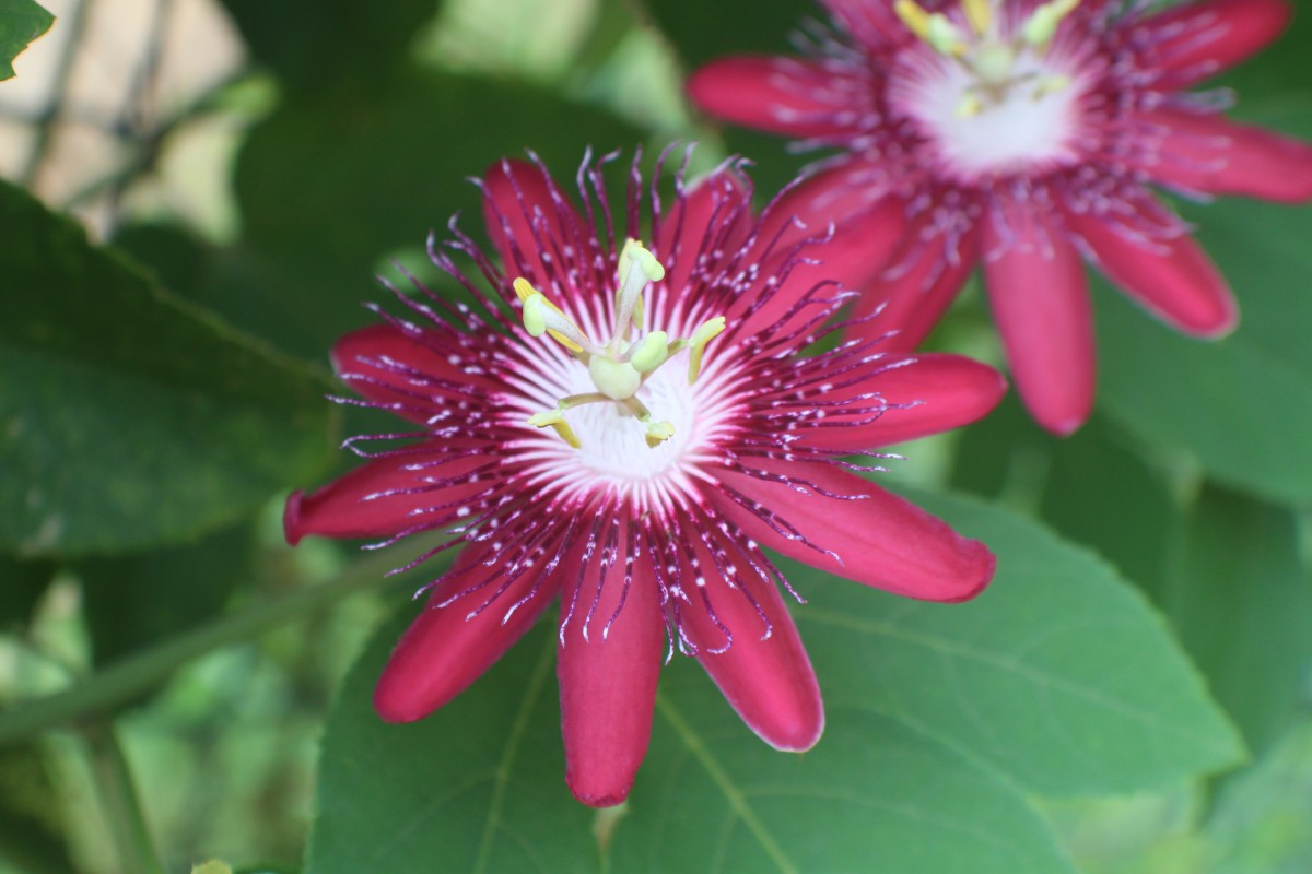 Passiflora 'Lady Margaret'